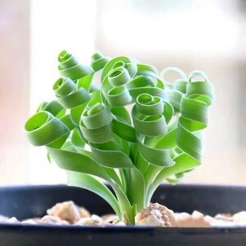 2-4cm Albuca namaquensis（Maybe remove some leaves）
