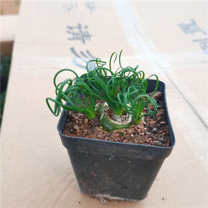 2-4cm Albuca namaquensis（Maybe remove some leaves）