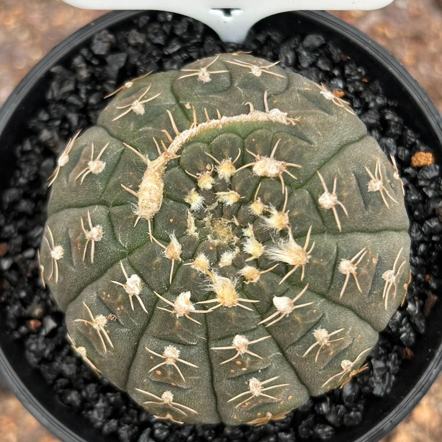 3-6cm Gymnocalycium ragonesei