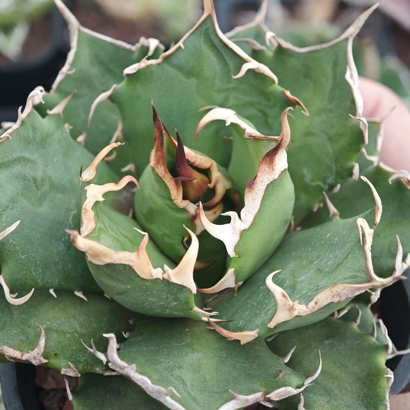 5-14cm Agave titanota “crazy”