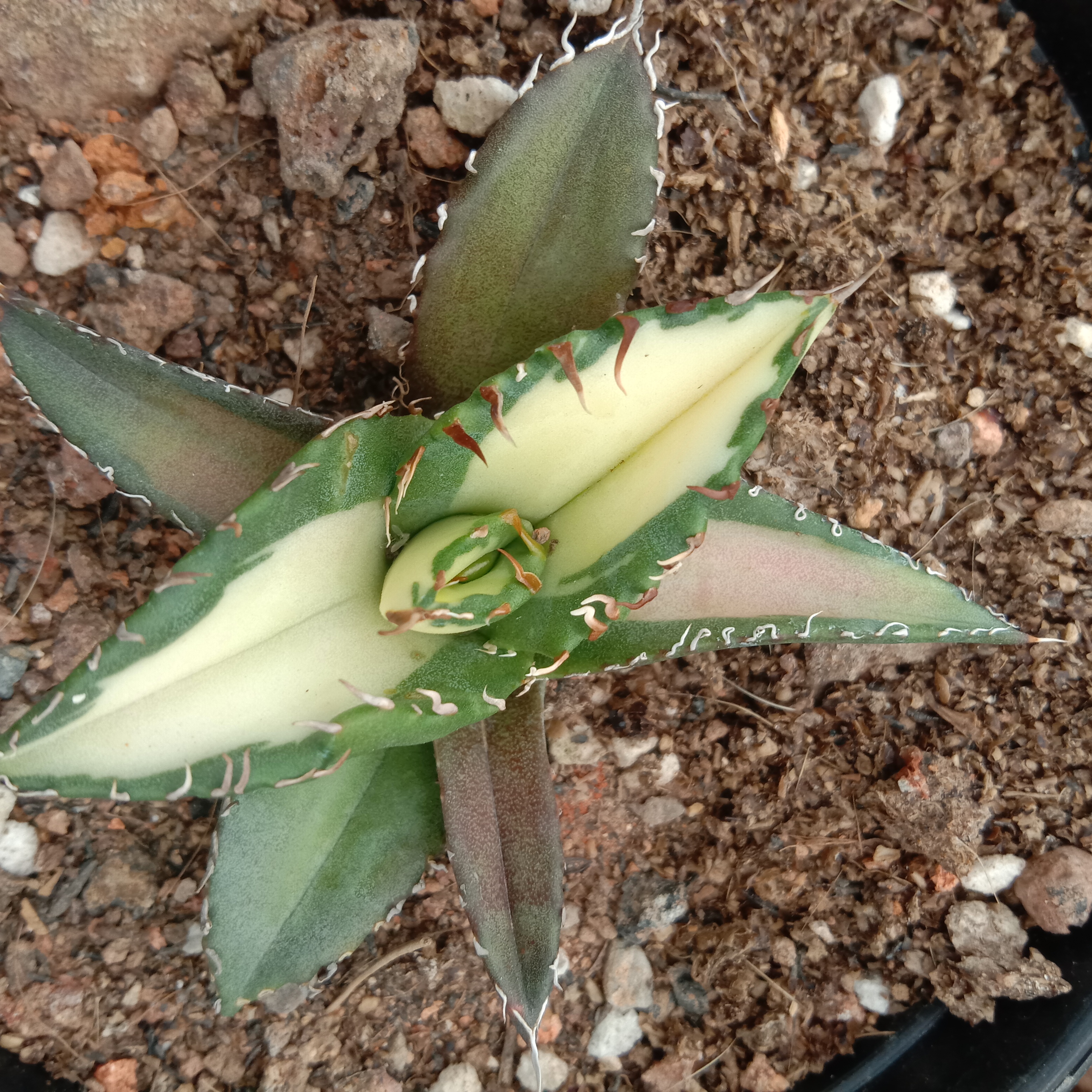 6-10cm Agave Titanota Fujian White Whale