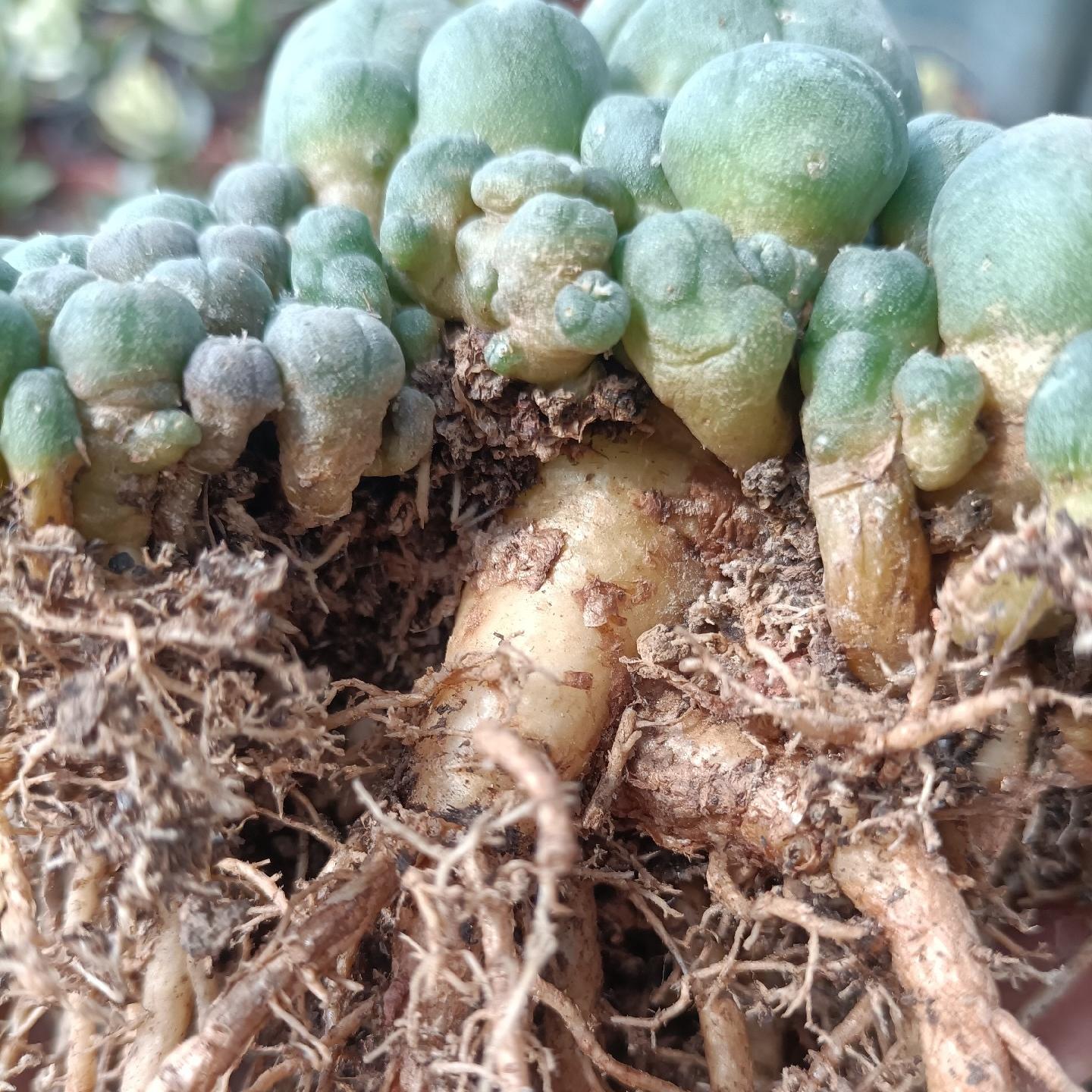 1.5-11cm Lophophora williamsii