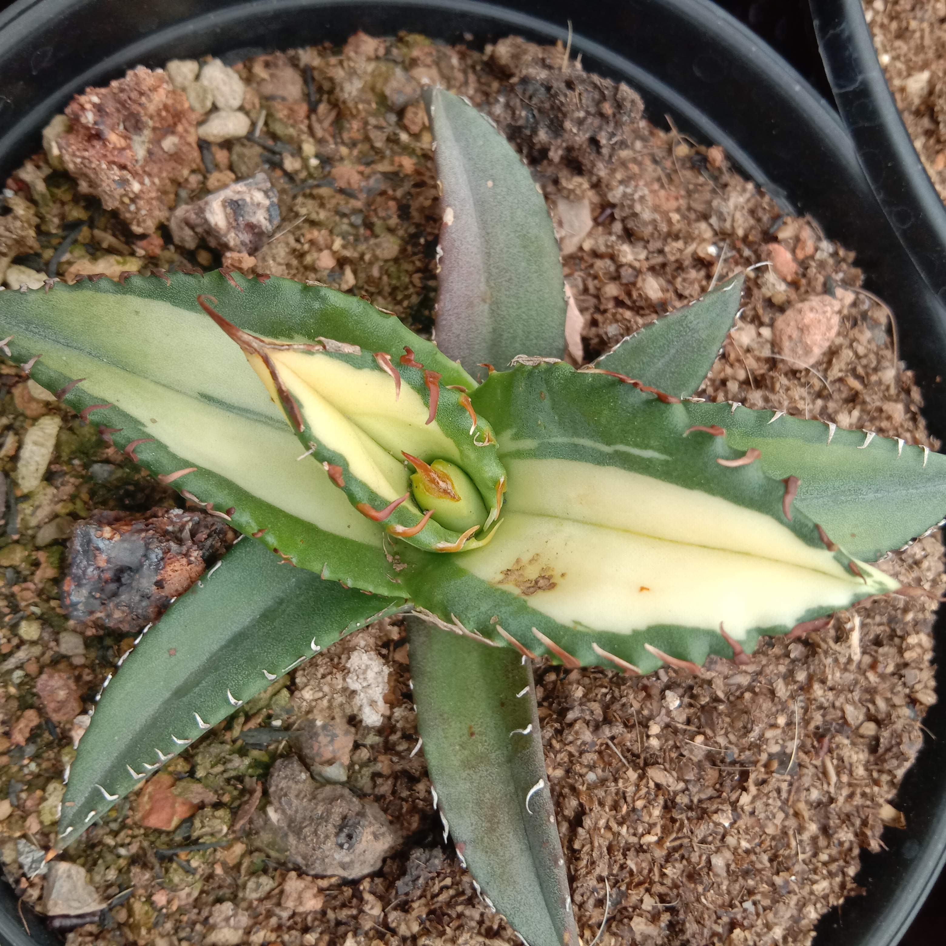 6-10cm Agave Titanota Fujian White Whale