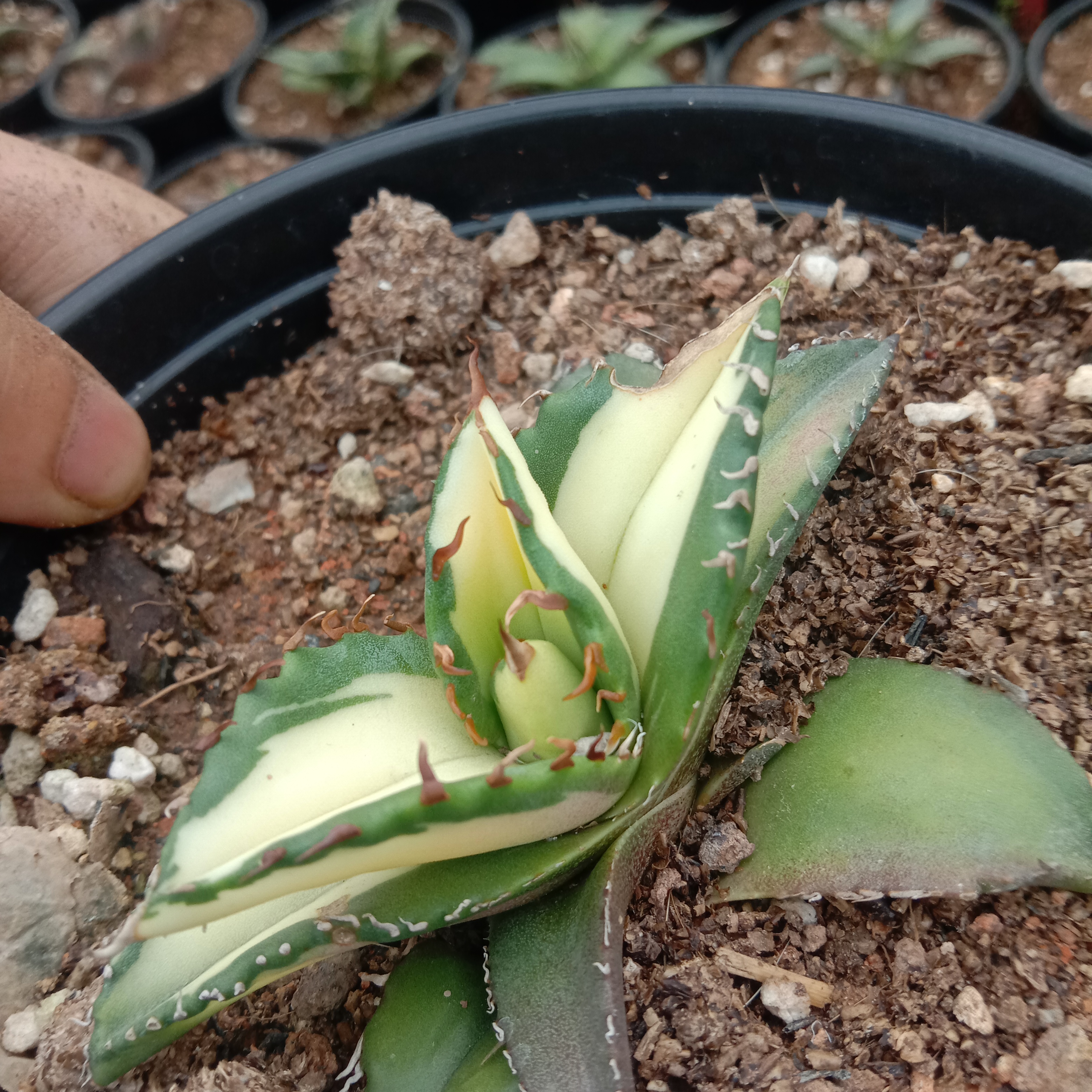 6-10cm Agave Titanota Fujian White Whale