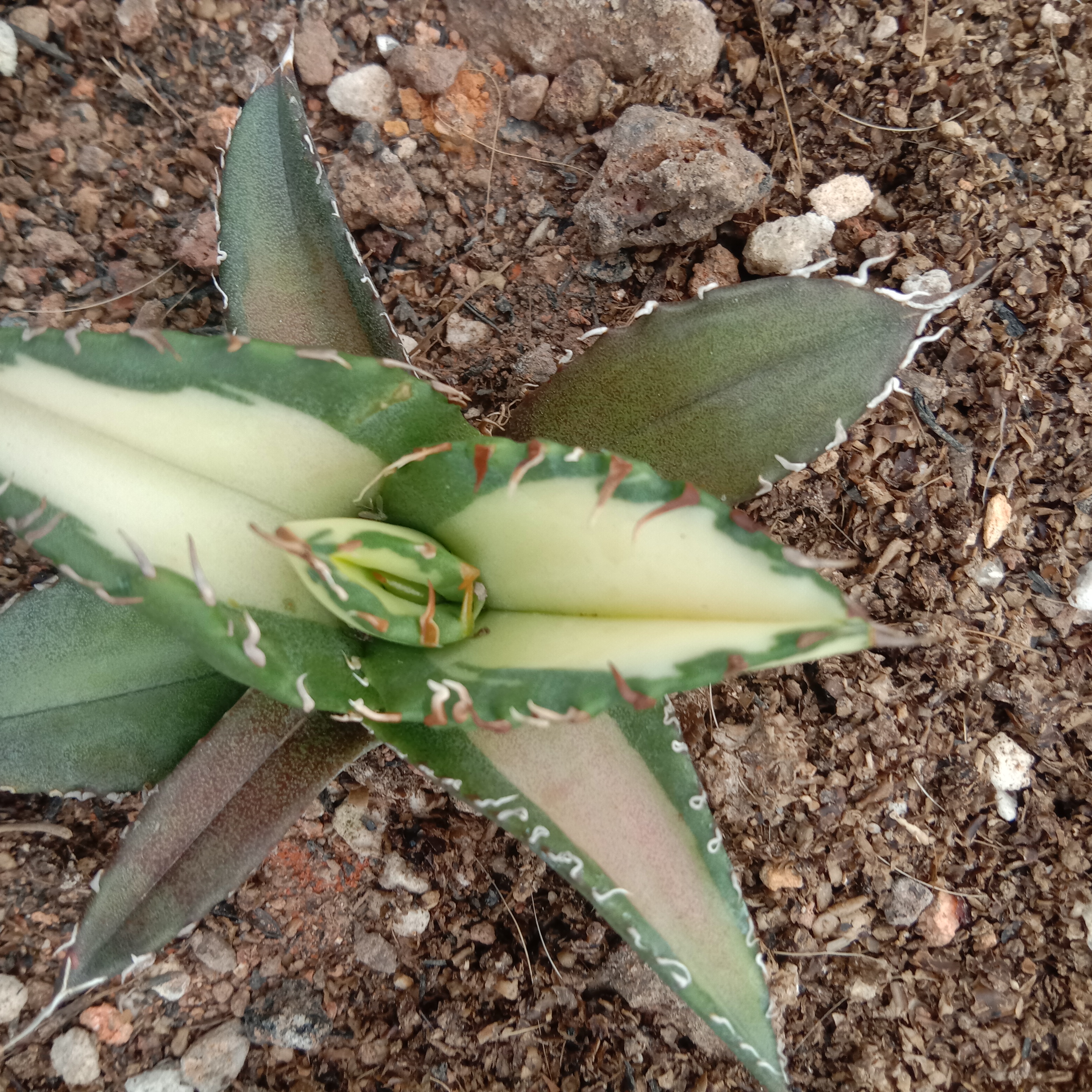 6-10cm Agave Titanota Fujian White Whale