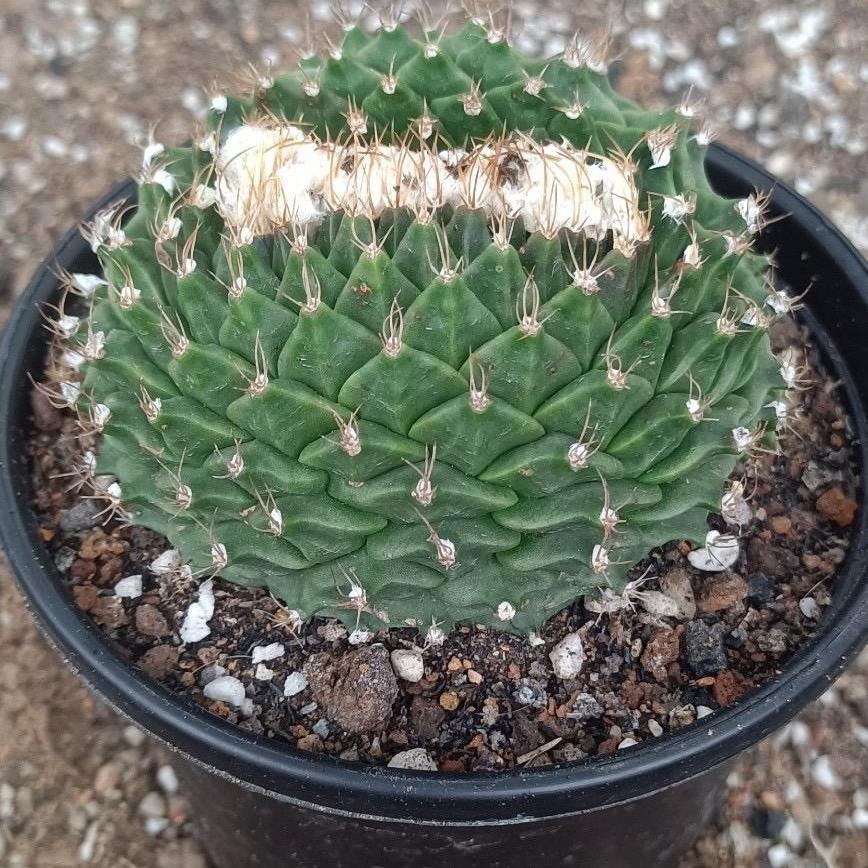 4-10cm Obregonia denegrii