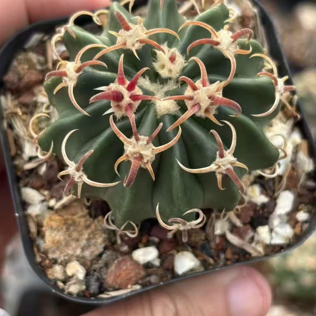 2-7cm echinocactus texensis