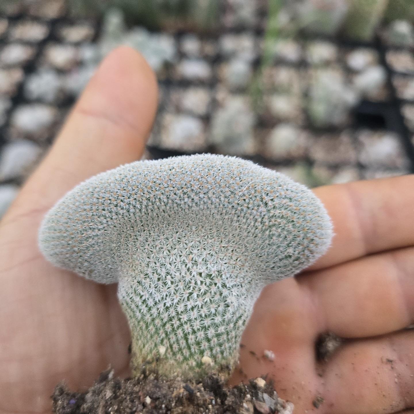 2-10cm Epithelantha micromeris
