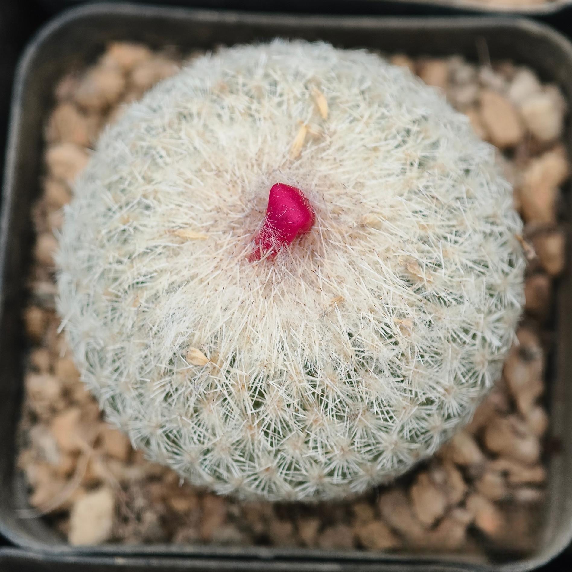 2-10cm Epithelantha micromeris