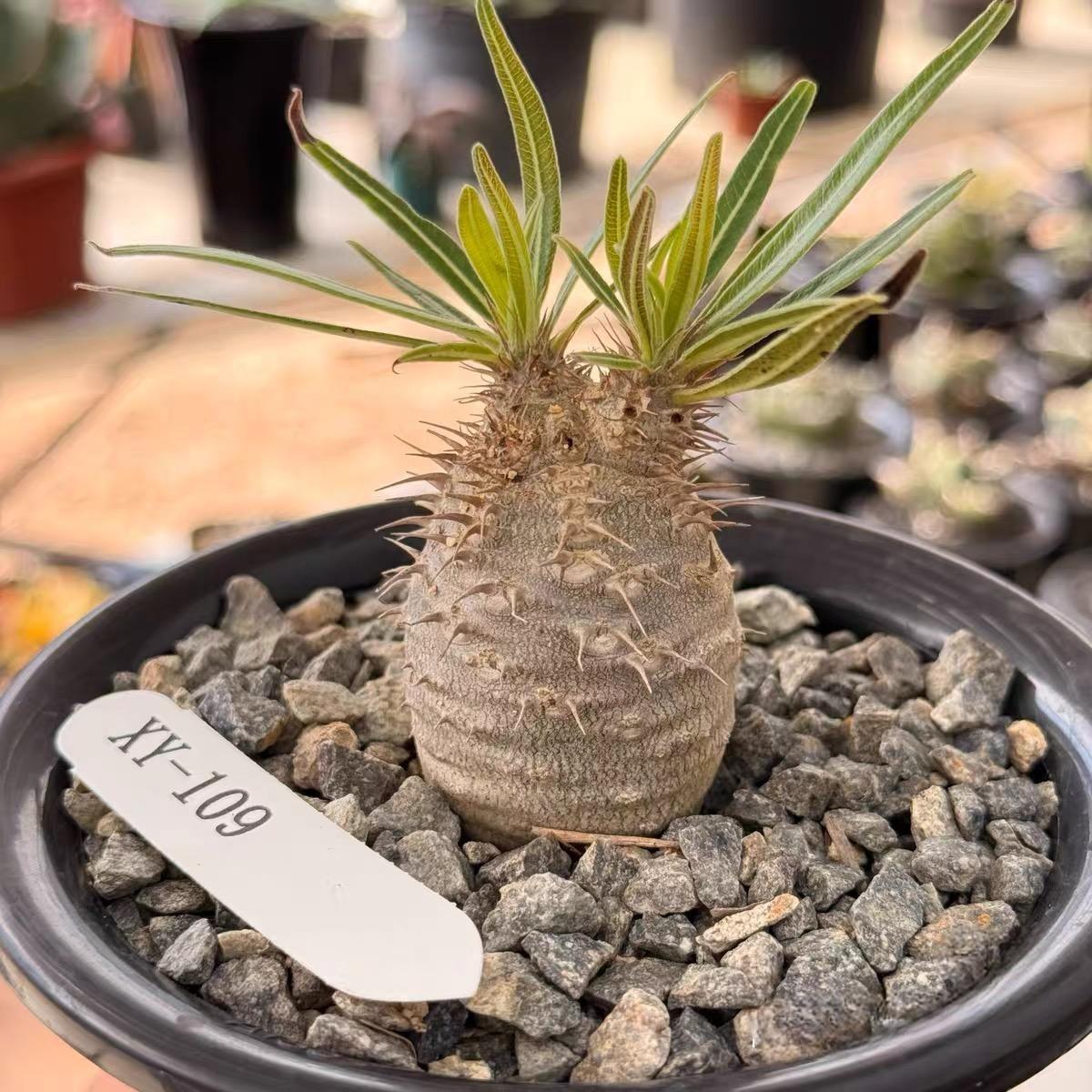 2-7cm Pachypodium rosulatum var gracilius
