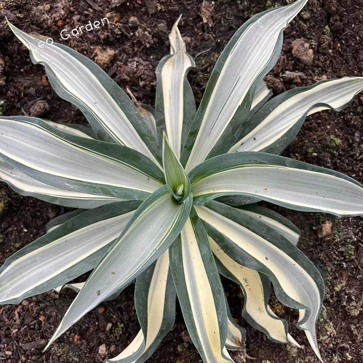 10-17cm Agave desmetiana mediopicta alba