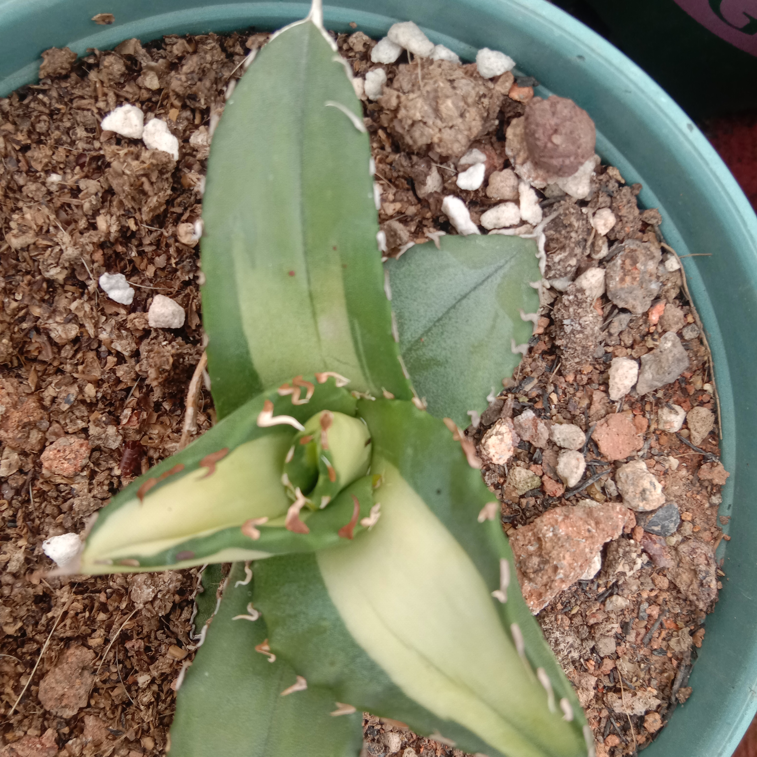 6-10cm Agave Titanota Fujian White Whale