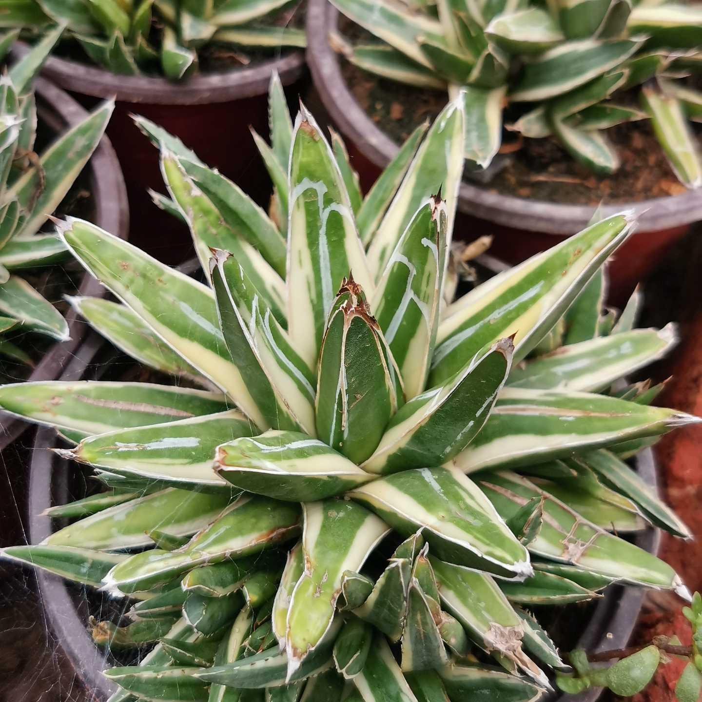 5-15cm Agave victoriae-reginae Shin Yukiyama