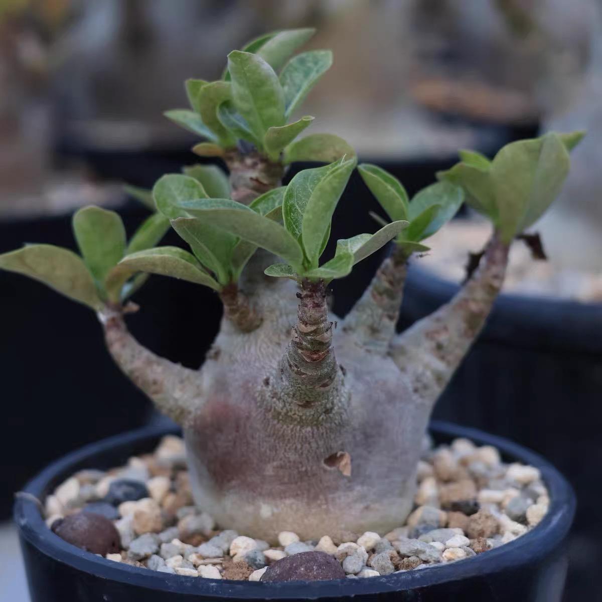 4-12cm Adenium arabicum 'Godji'