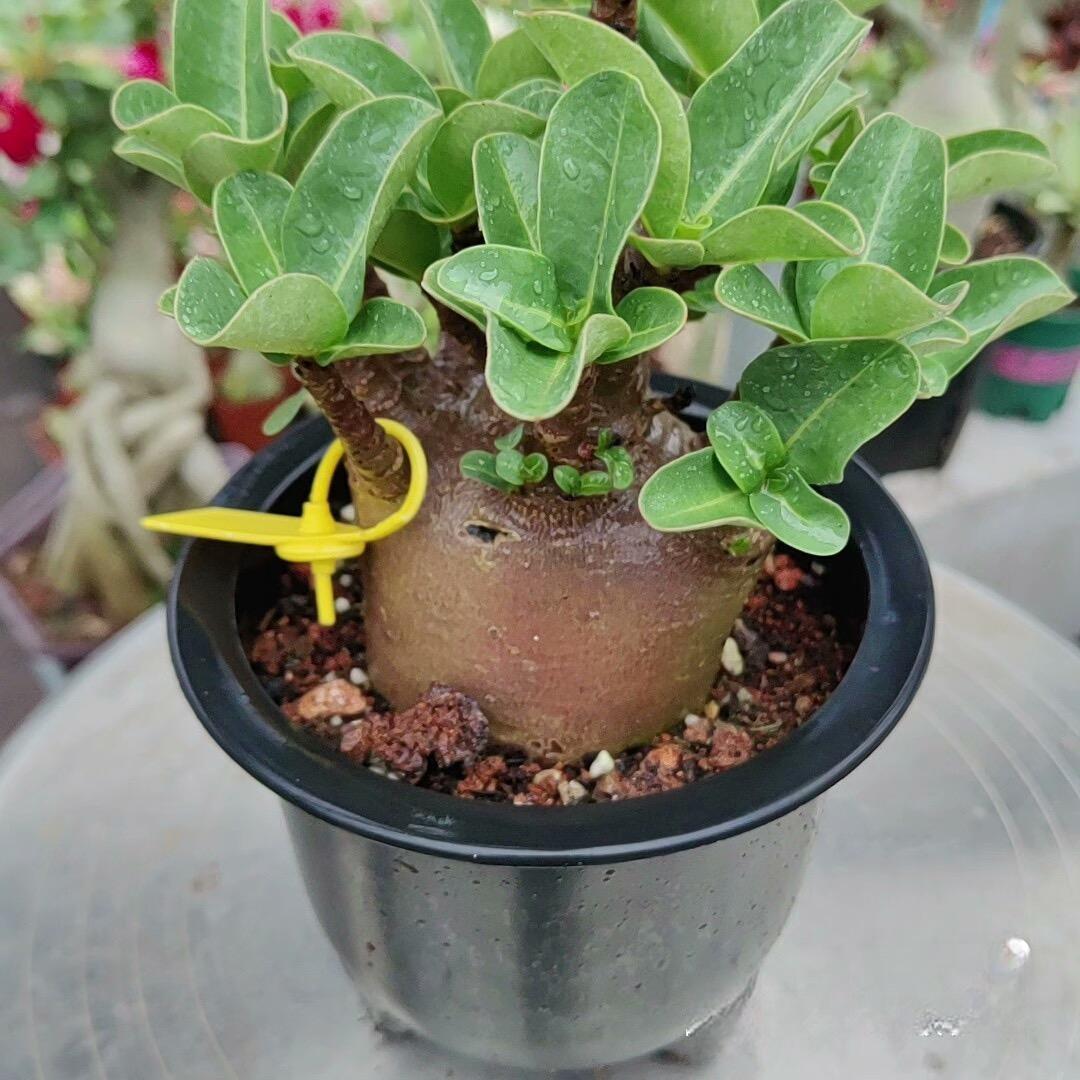 4-12cm Adenium arabicum 'Godji'