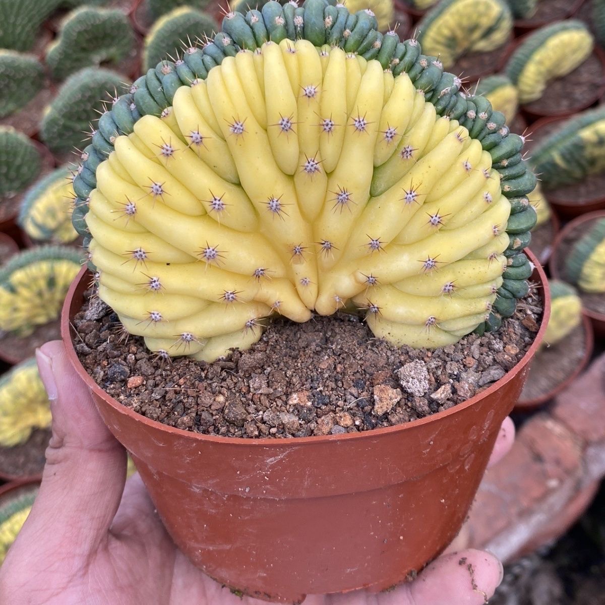 5-10cm Trichocereus Pachanoi