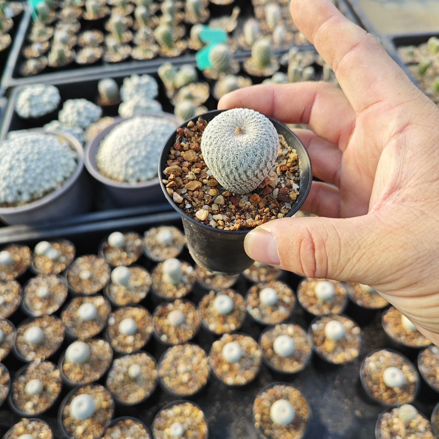 2-10cm Epithelantha micromeris