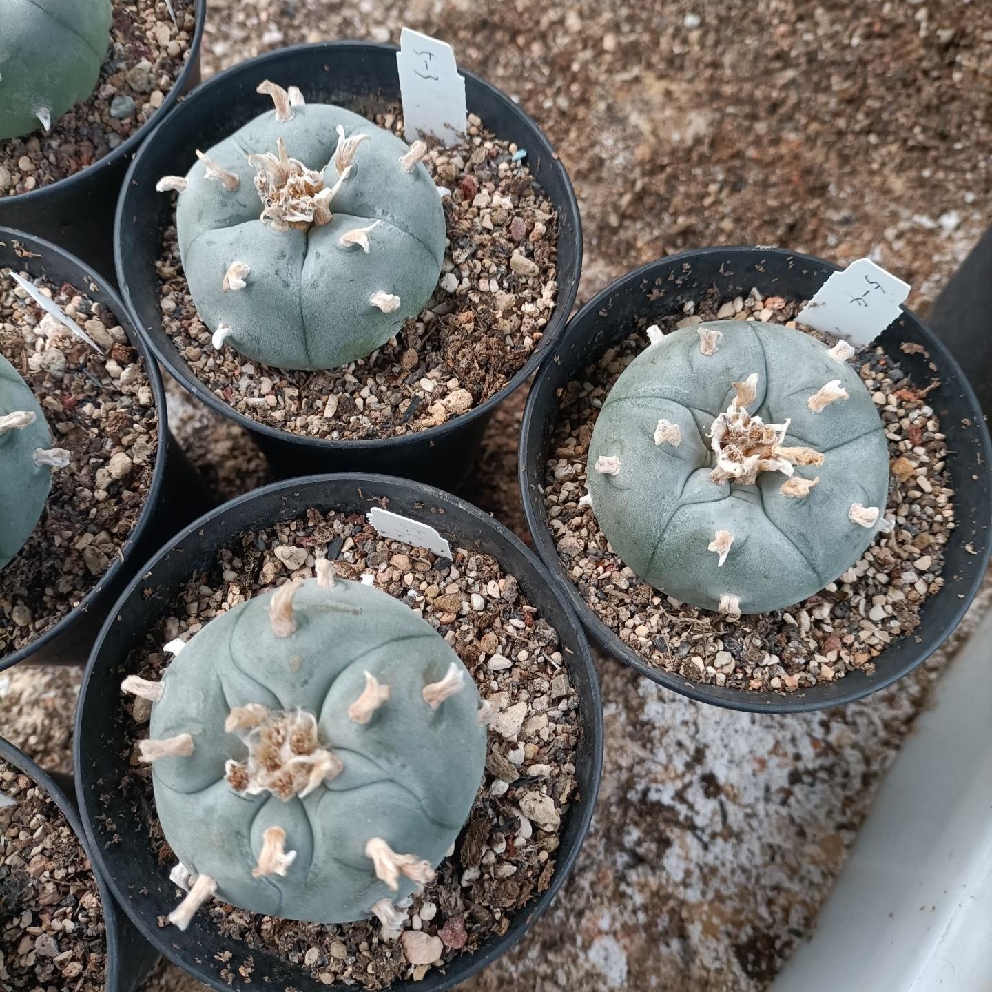 1.5-11cm Lophophora williamsii