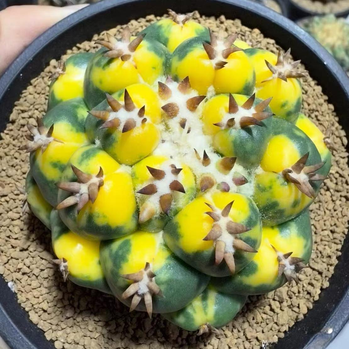 5-10cm Coryphantha elephantidens