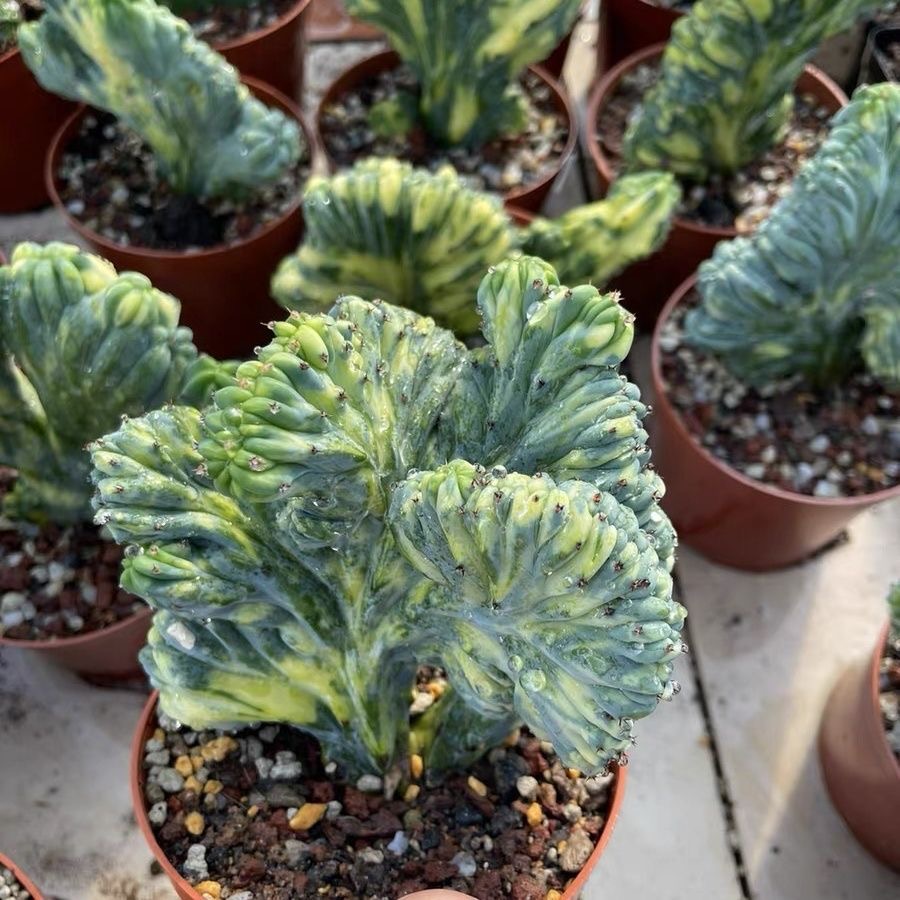 6-10cm Myrtillocactus geometrizans