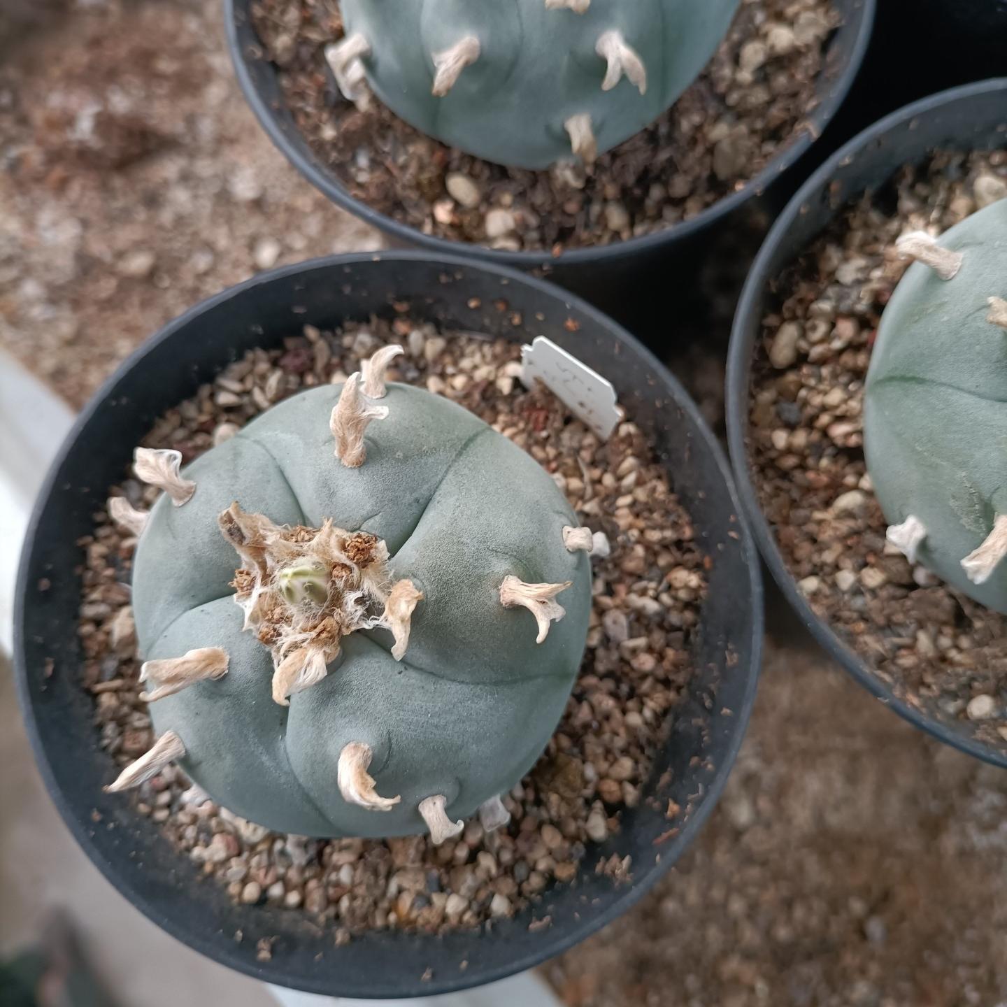 1.5-11cm Lophophora williamsii
