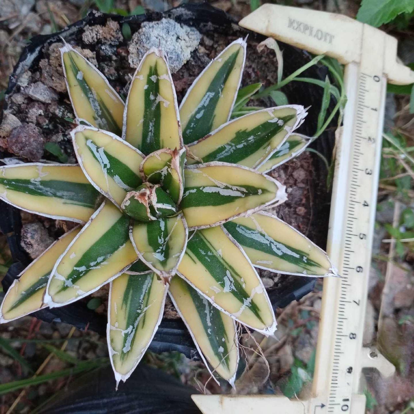 8-10cm Agave Victoria Reginae Kizan（subadult）