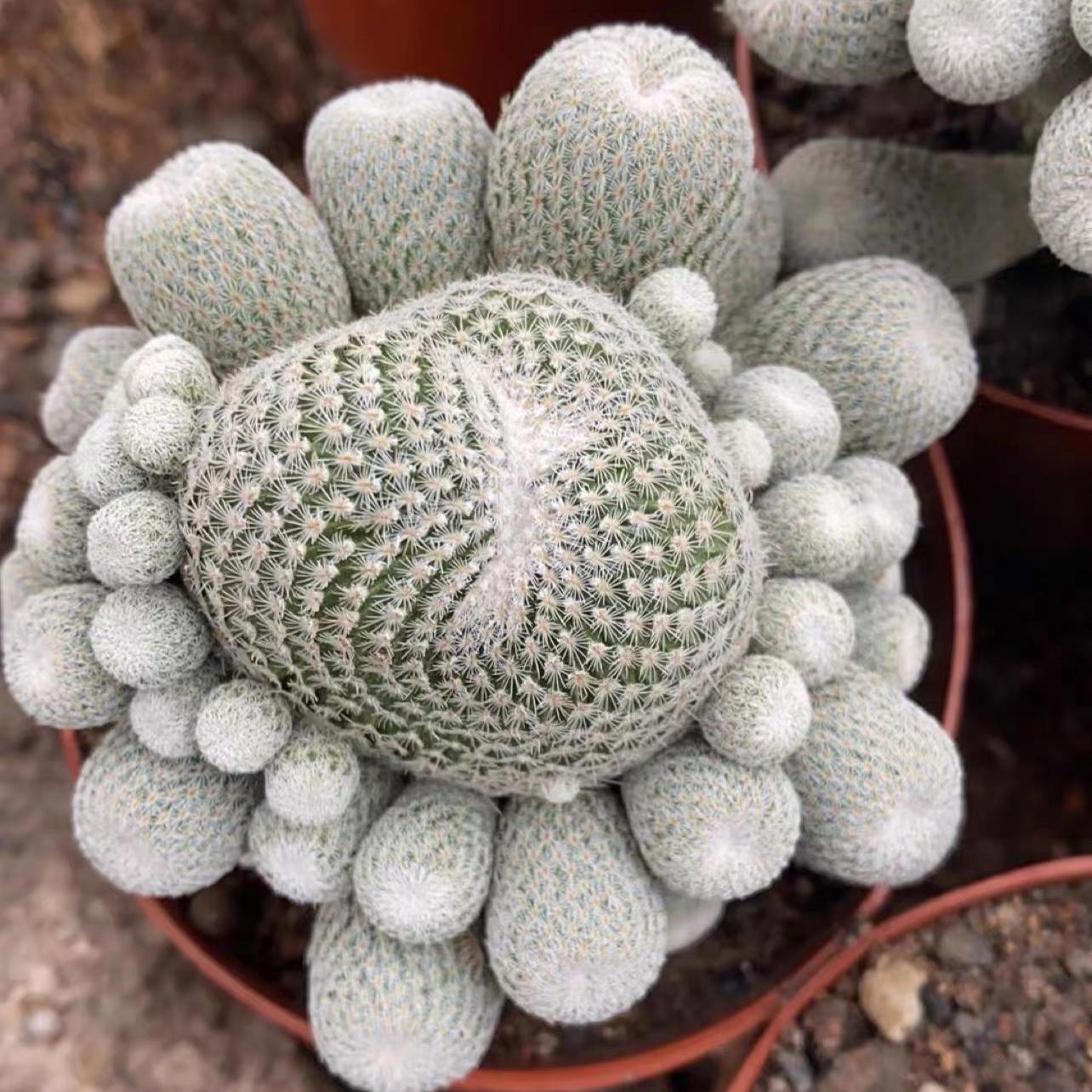 2-10cm Epithelantha micromeris
