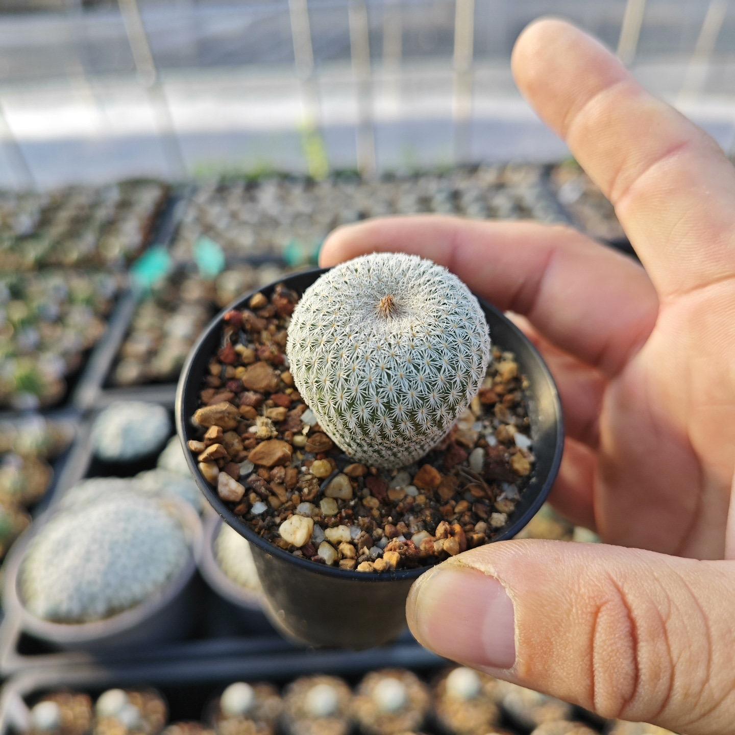 2-10cm Epithelantha micromeris