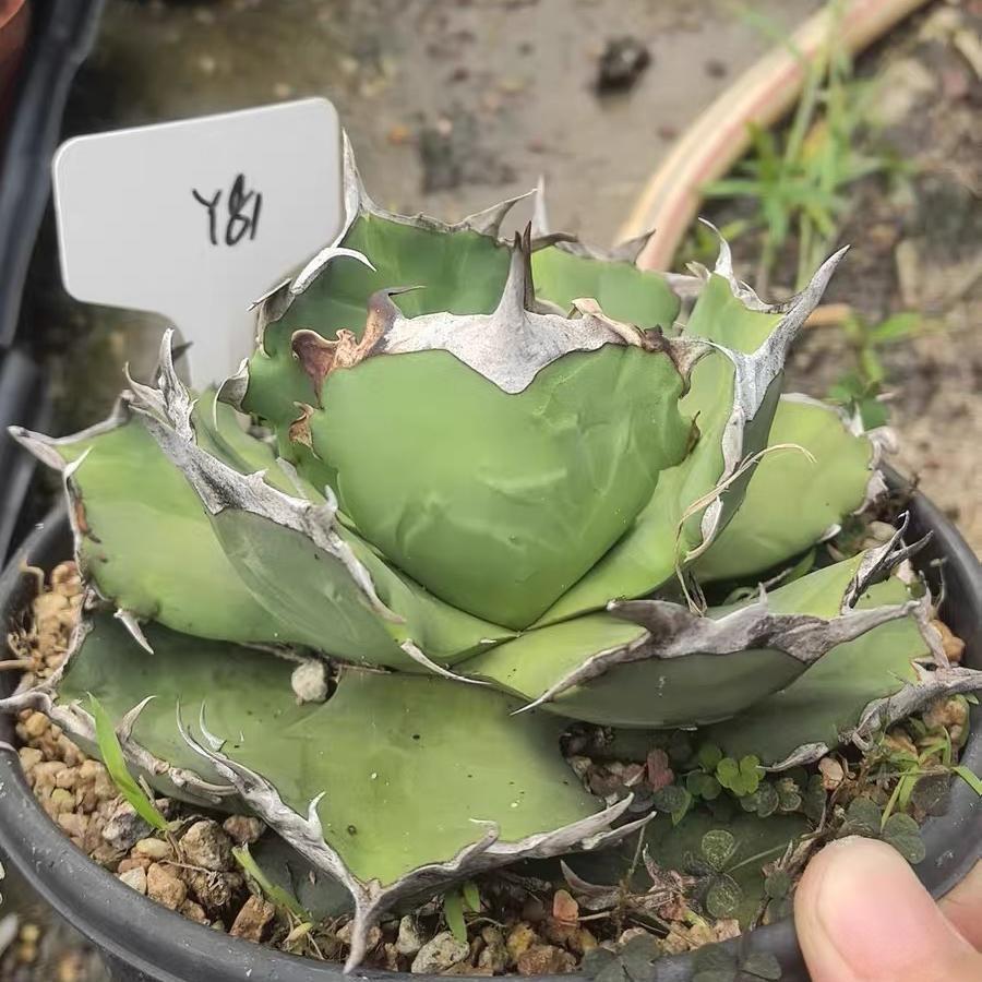 8-10cm Agave titanota  Crab（subadult）