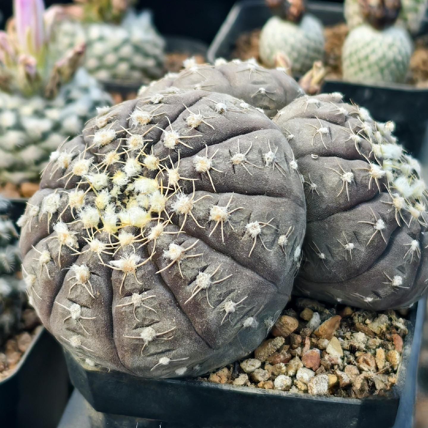 3-6cm Gymnocalycium ragonesei