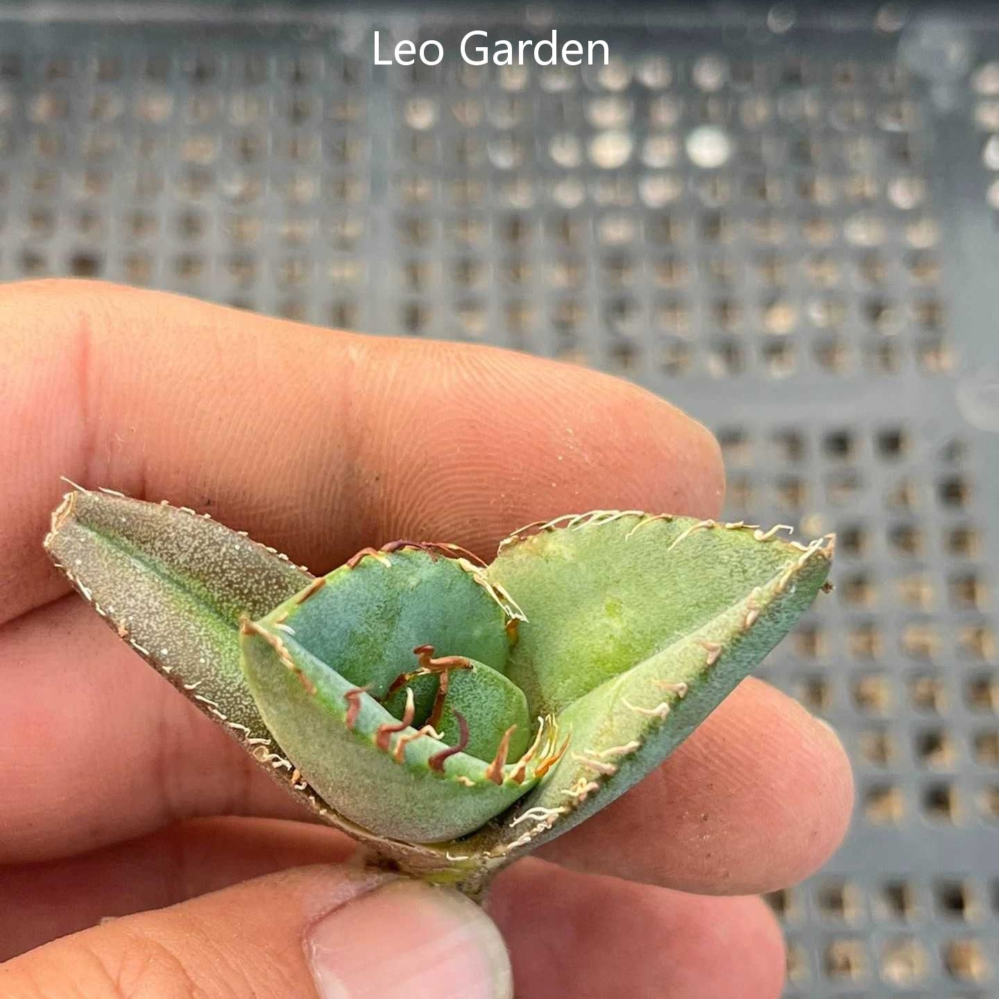 2-10cm Agave Titanota Juggernaut