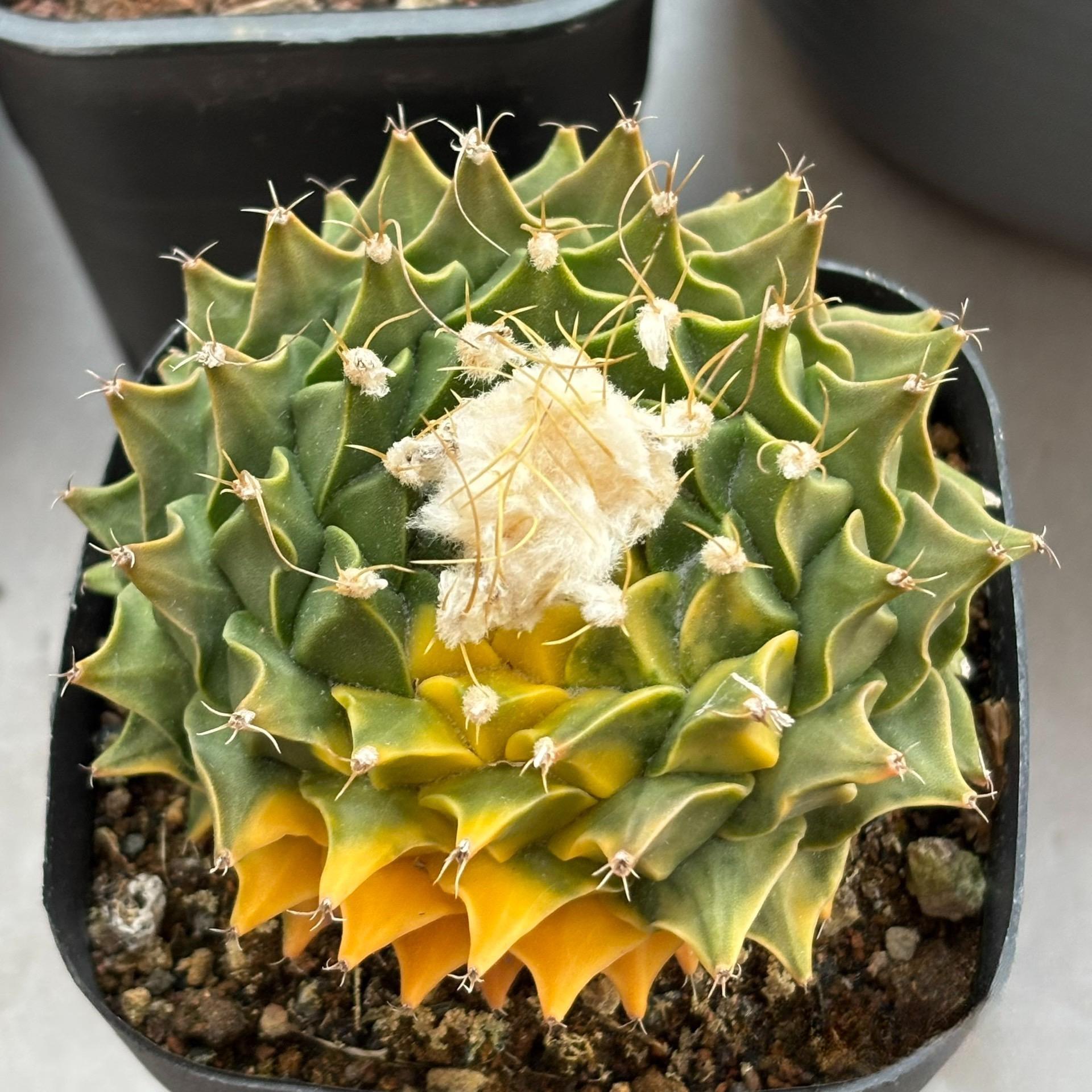 4-10cm Obregonia denegrii