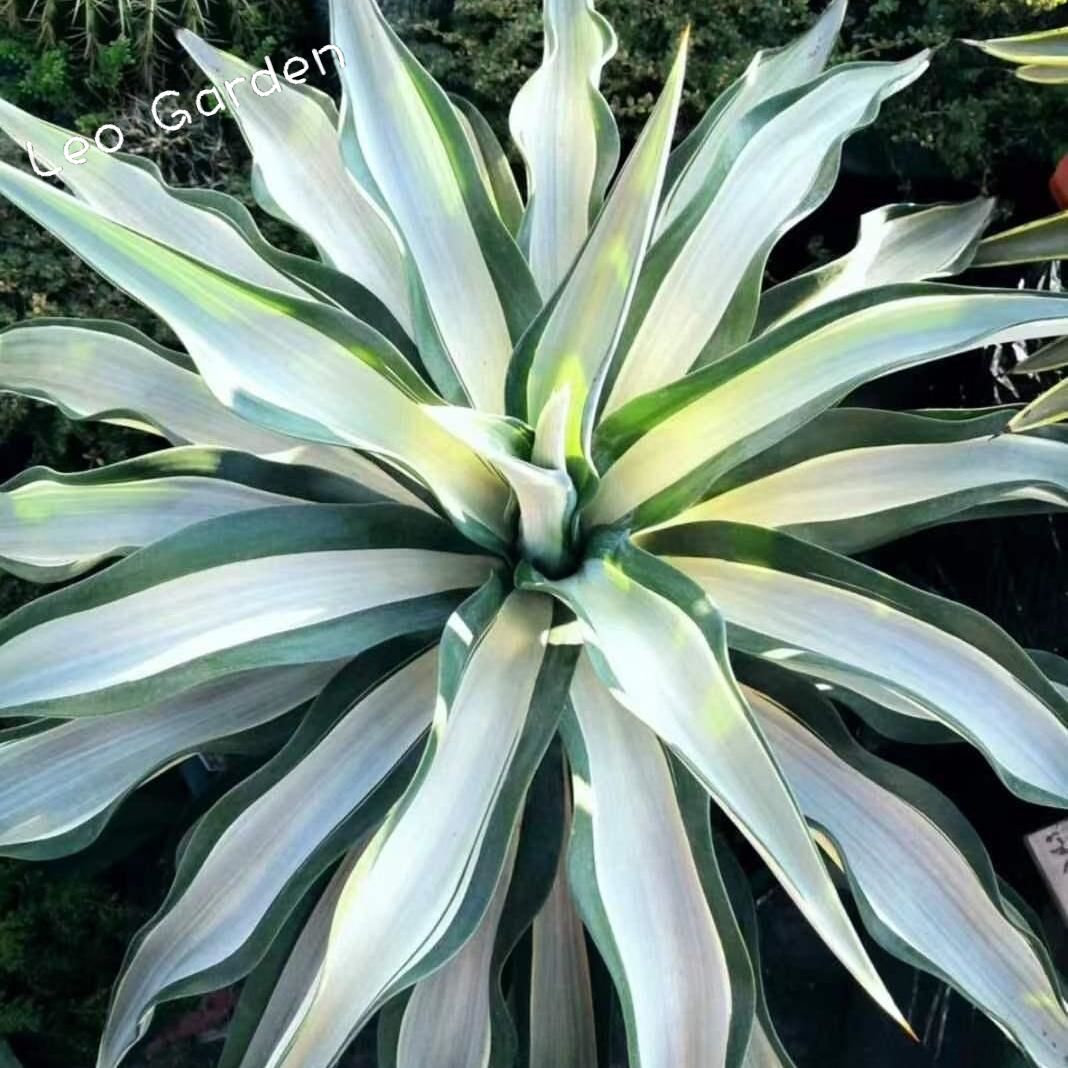 10-17cm Agave desmetiana mediopicta alba