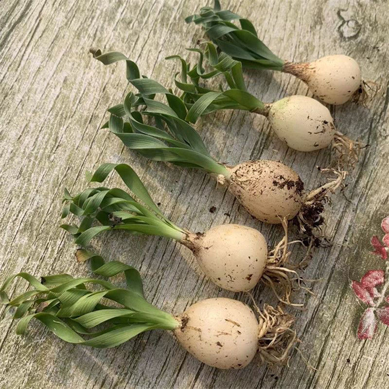 2-4cm Albuca namaquensis（Maybe remove some leaves）