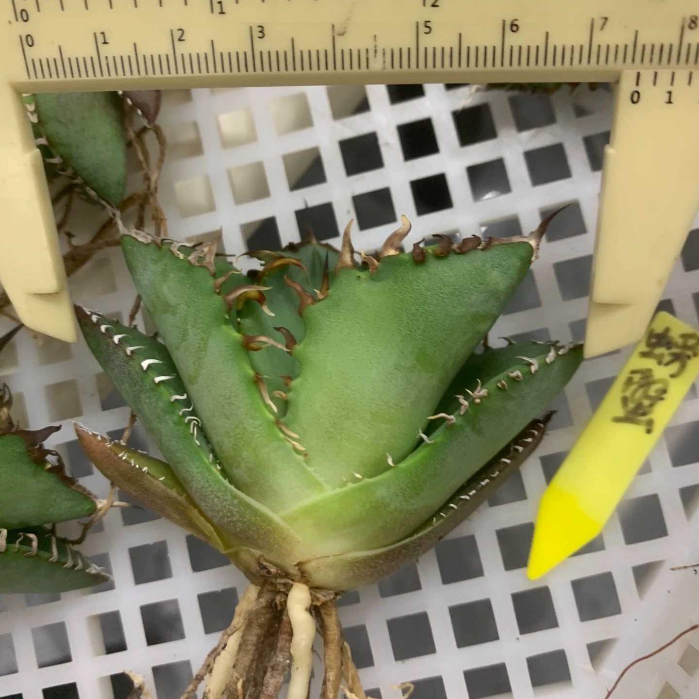 5-7cm Agave titanota  Crab