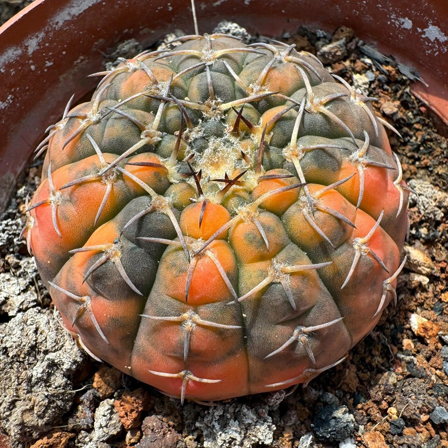 4-5cm Gymnocalycium bodenbenderianum