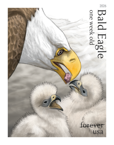 Bald Eagle: Hatchling to Adult 2026