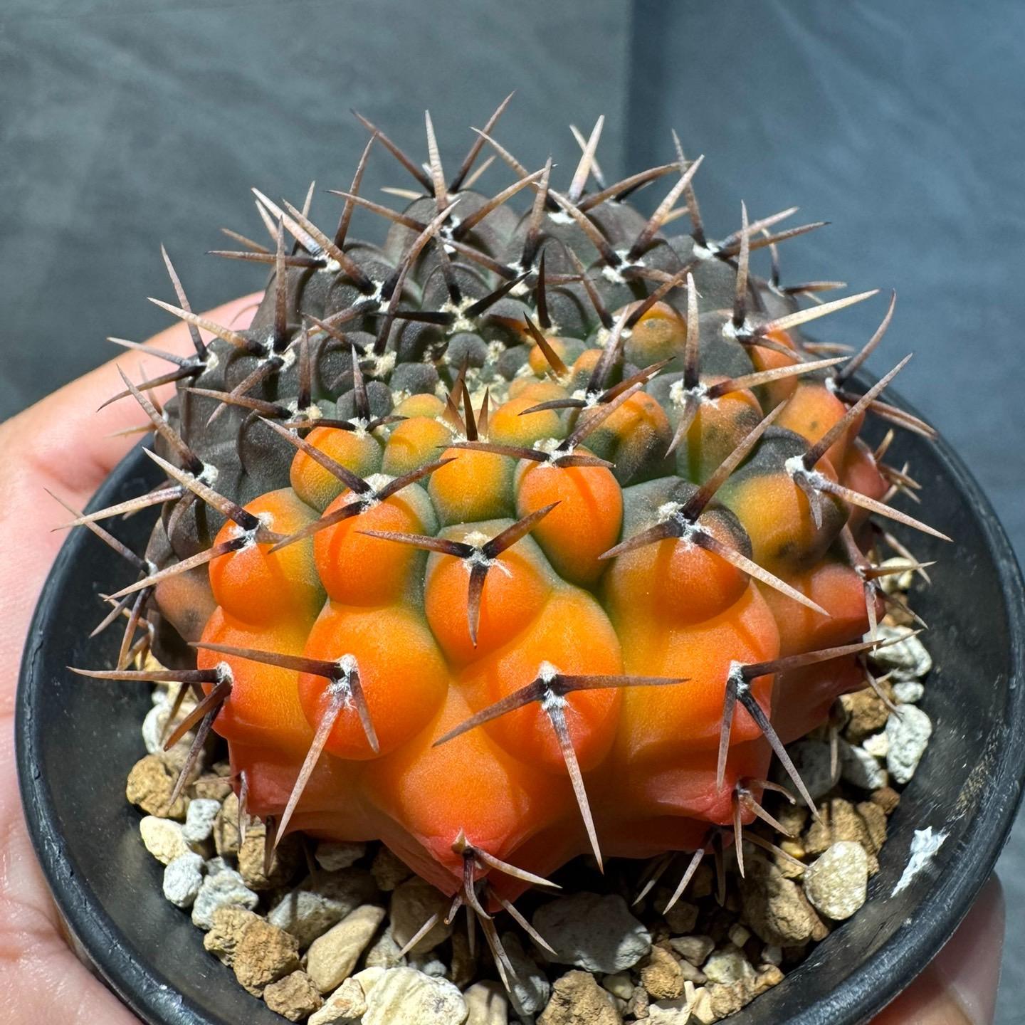 4-5cm Gymnocalycium bodenbenderianum