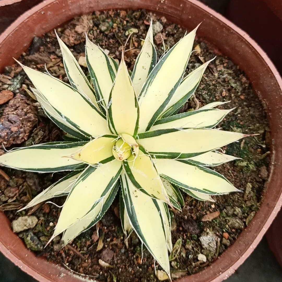 6-10cm Agave filifera 'Ouhi-midare-yuki