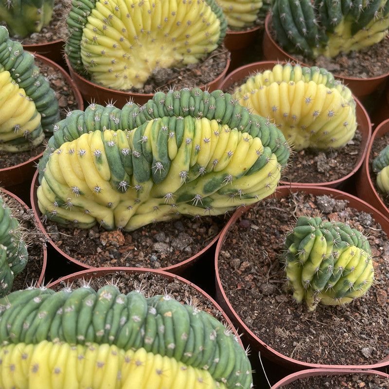 5-10cm Trichocereus Pachanoi