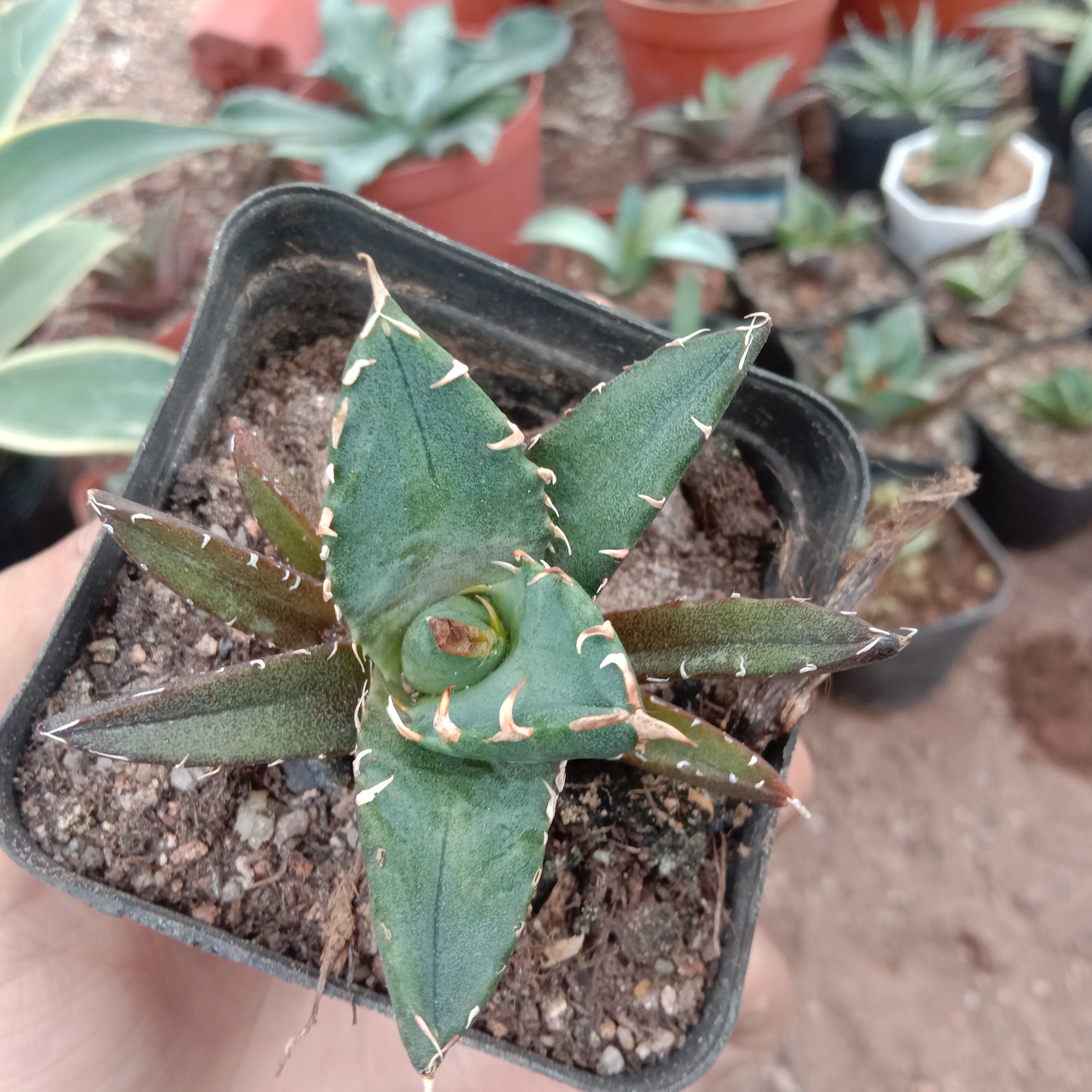 5-14cm Agave titanota “crazy”