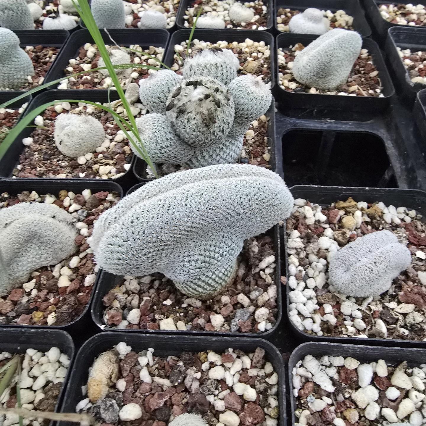 2-10cm Epithelantha micromeris