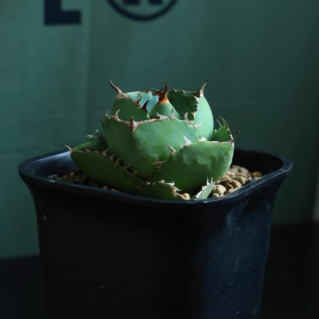 2-10cm Agave Titanota Juggernaut