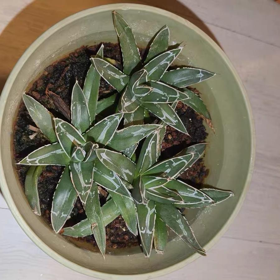 8-10cm Agave victoriae-reginae （subadult）