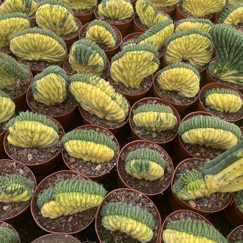 5-10cm Trichocereus Pachanoi