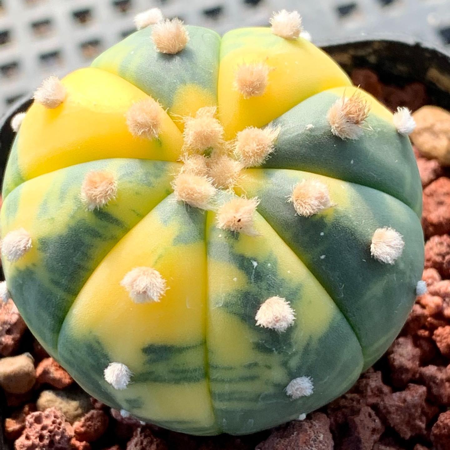 2-6cm Astrophytum asterias  variegated