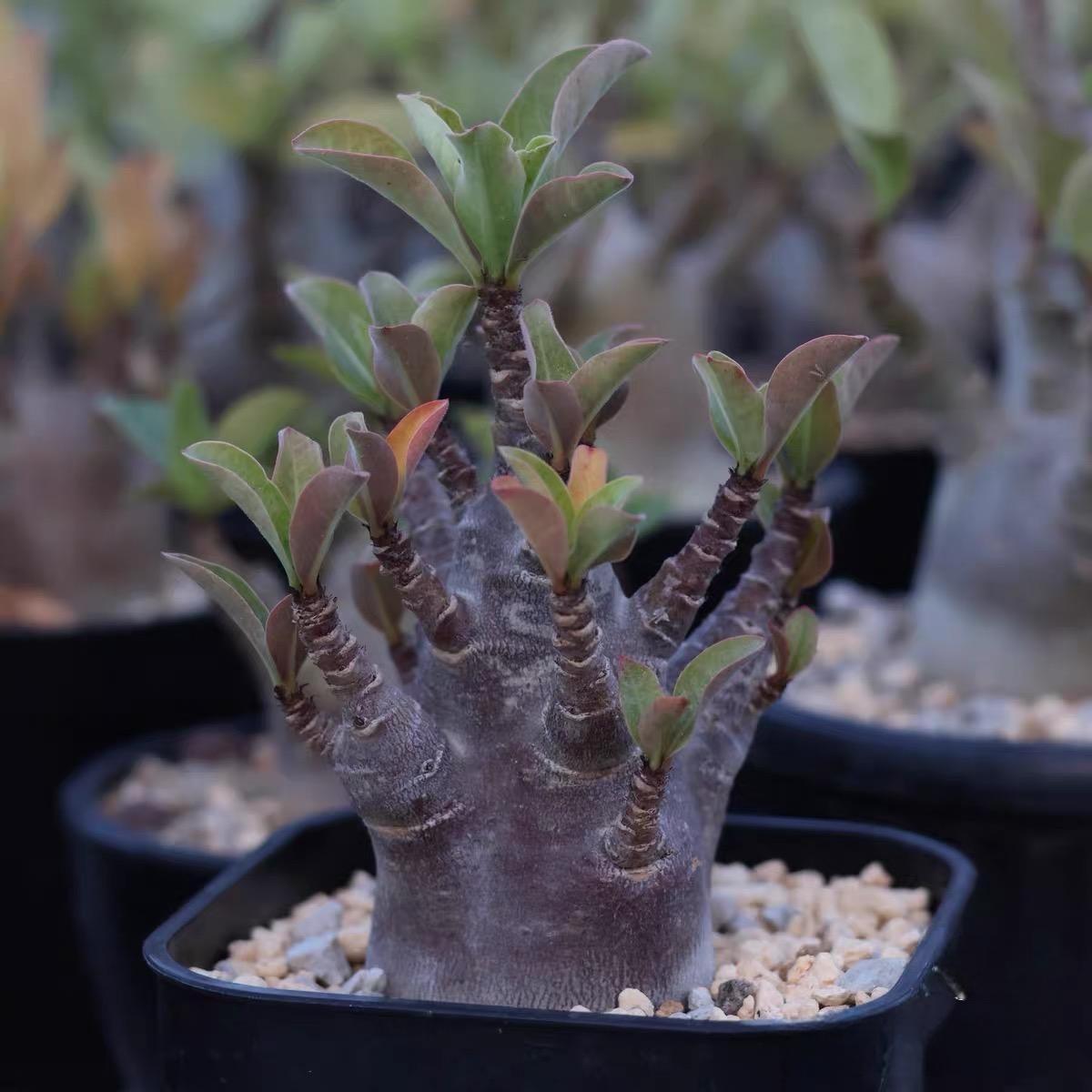 4-12cm Adenium arabicum 'Godji'