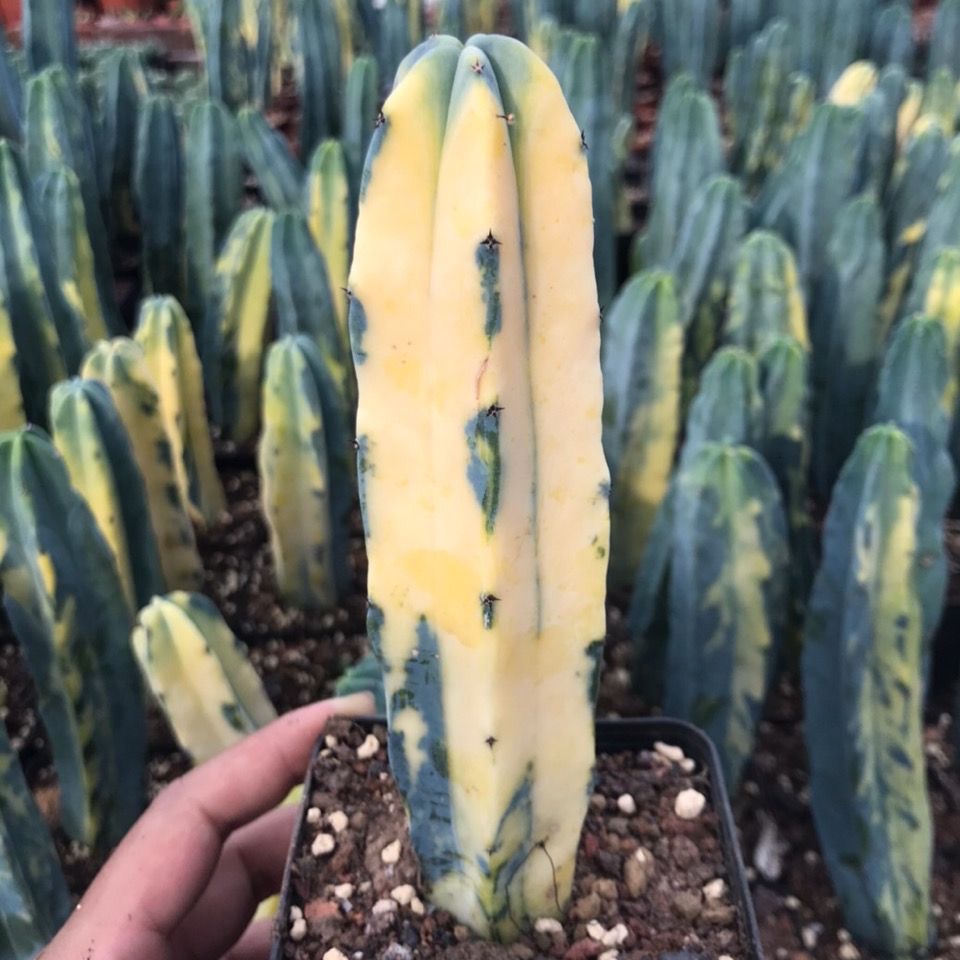 6-10cm Myrtillocactus geometrizans