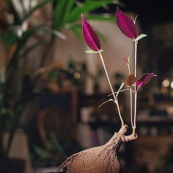 2-4cm Petopentia natalensis