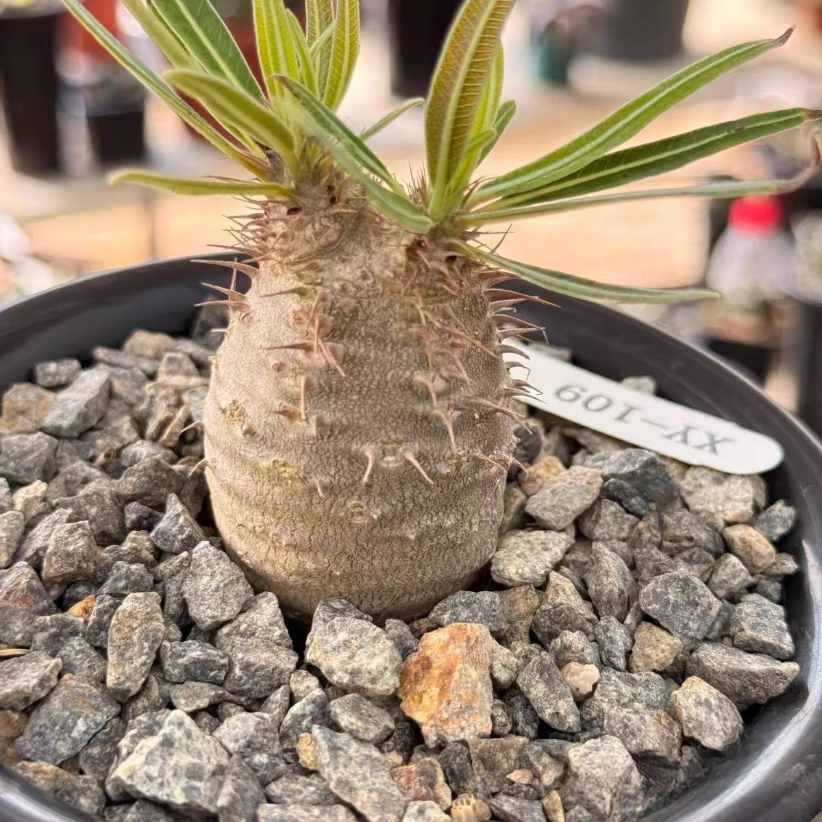 2-7cm Pachypodium rosulatum var gracilius